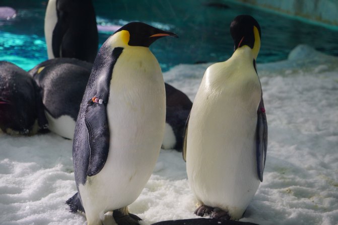 珠海长隆海洋王国2天1夜游玩攻略,最新珠海长隆海洋王国旅游攻略