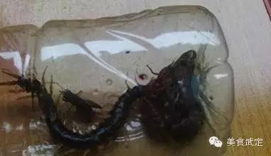 巫蛊之术苗族电影,苗族巫蛊之术全方位揭秘