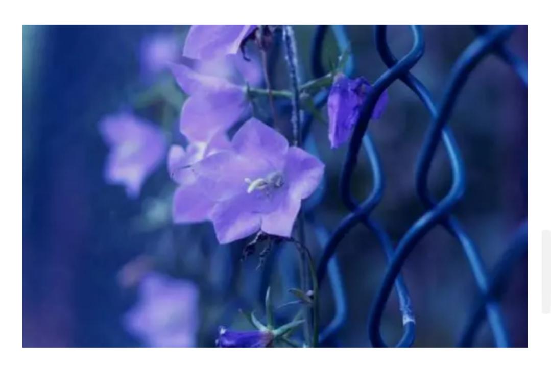 以心换心将心比心莫争长短,人将心比心以心换心文案