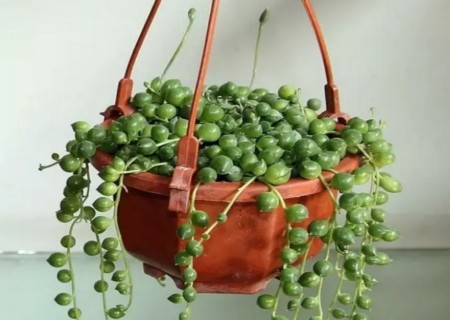 佛珠多肉专用土还需要陶粒垫底吗,多肉佛珠怎么种