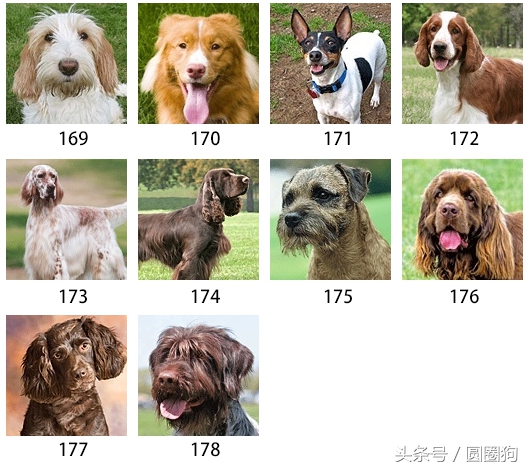美国akc狗品种,akc品种的标准狗狗都有哪些