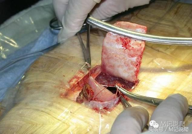 苏卡达陆龟乌龟卡脖子,苏卡达陆龟下颚裂开