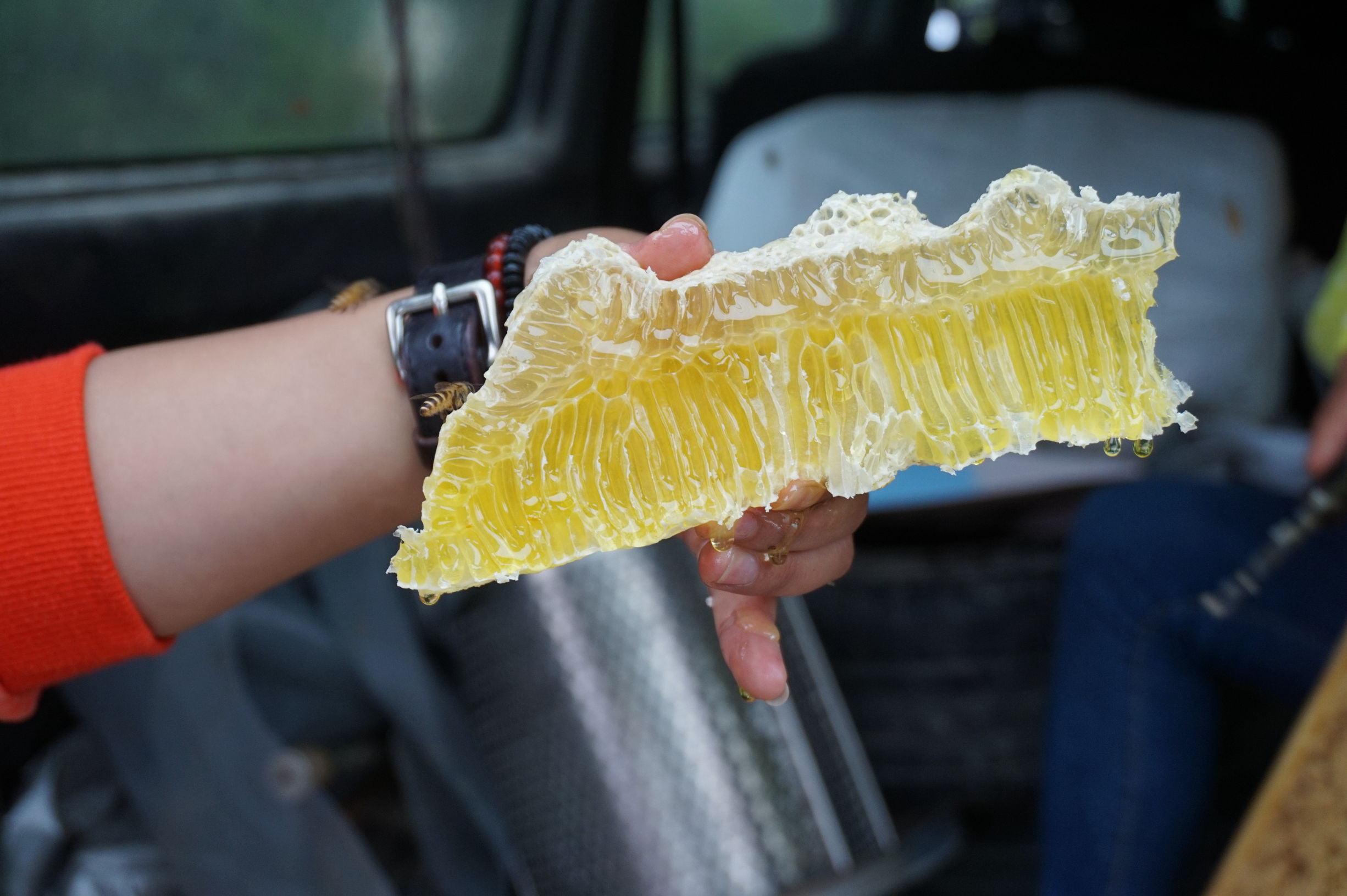 深山蜂谷悬崖土蜂蜜好吗,张家界知蜂谷养蜂