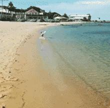 哈士奇、萨摩耶和阿拉斯加三合一，这混血无敌了！