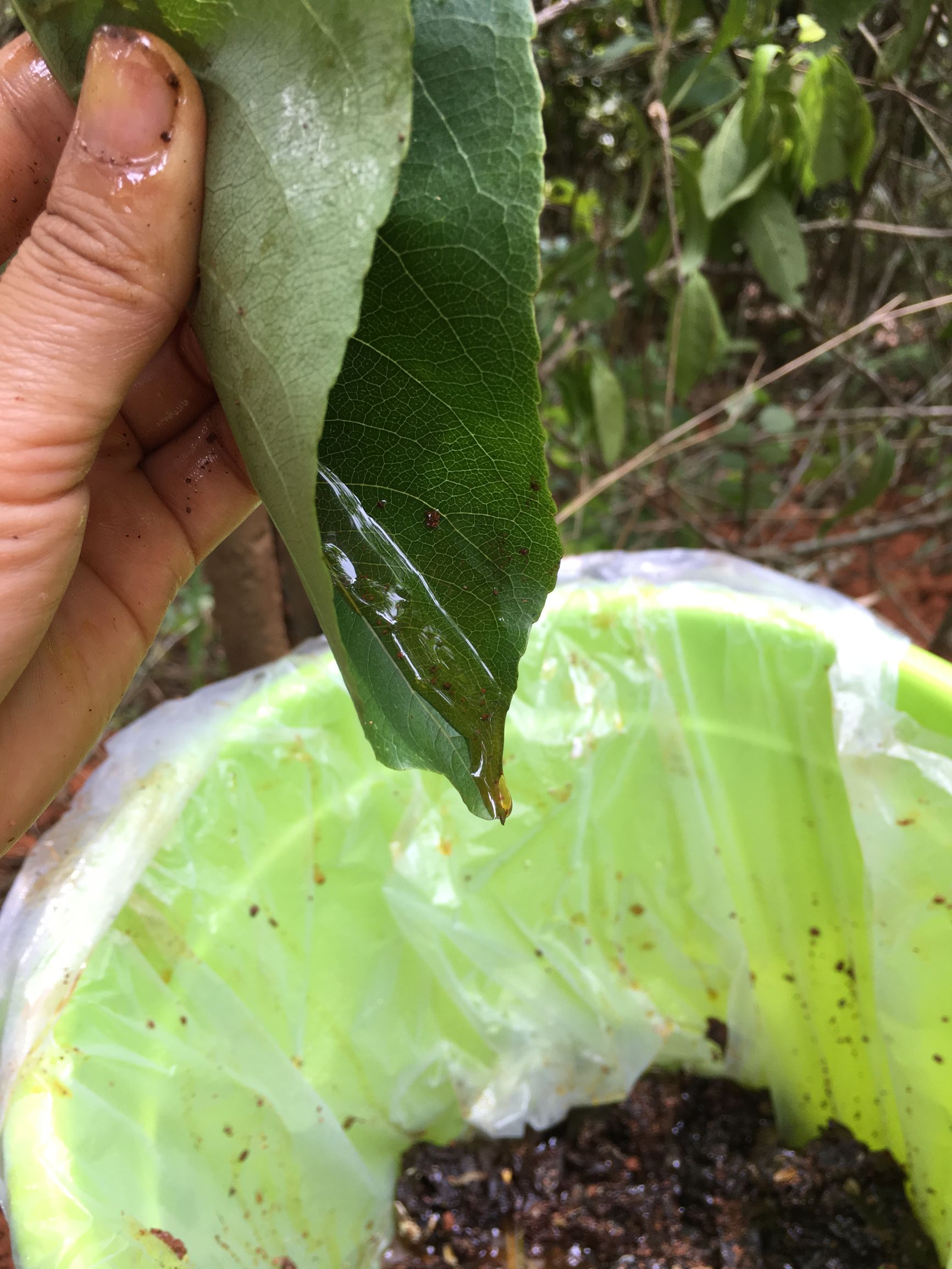 云南大山悬崖野蜂蜜,云南红河绿春大黑山野生蜂蜜