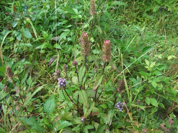 身边常见的中草药功效大全,常见中草药排名及功效