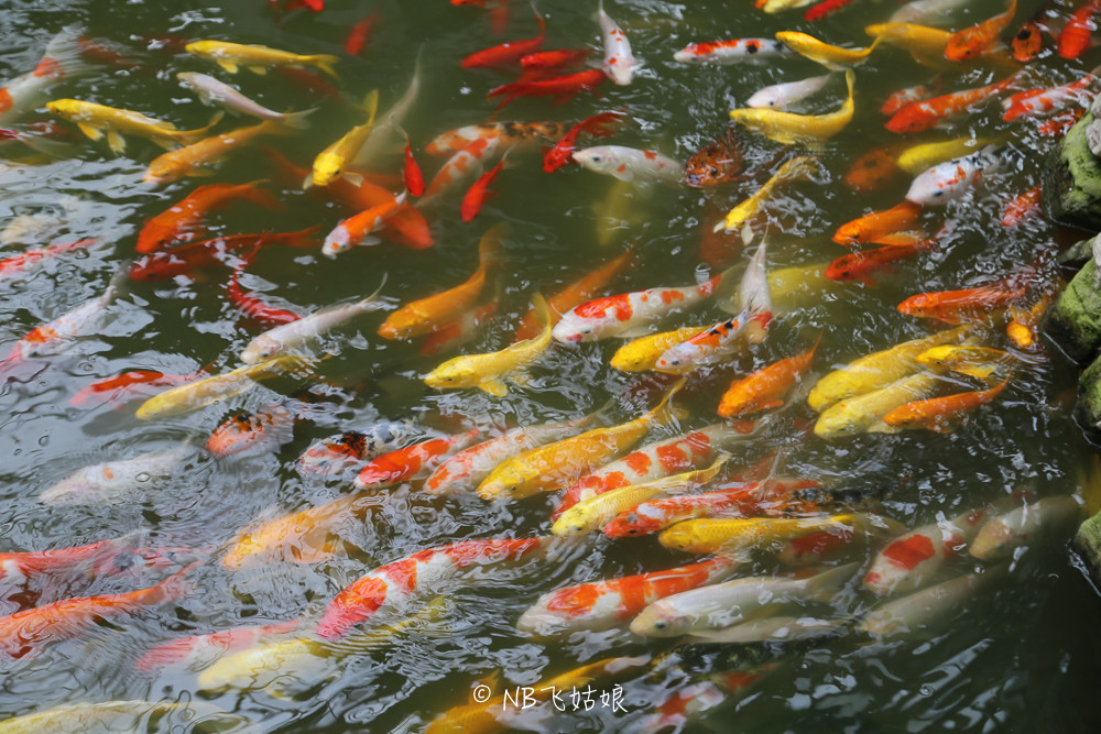 南通滨江公园亲子游,南通洲际绿博园有什么好玩的