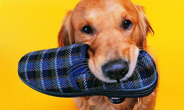 狗狗最开始感染犬瘟热是什么症状,狗狗犬瘟热什么症状要怎么治疗