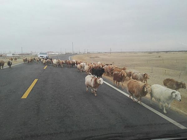 两位60岁老人去旅游,60后老俩口自驾穿越罗布泊无人区