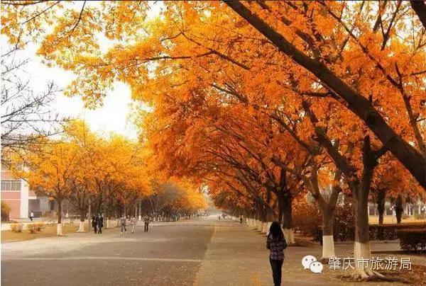 广东肇庆景色很好的大学,肇庆学院风景湖