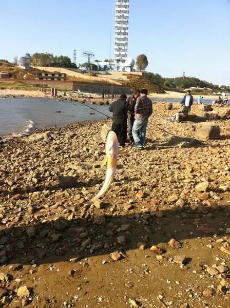 渤海湾有哪些海钓平台,渤海最干净的沙滩