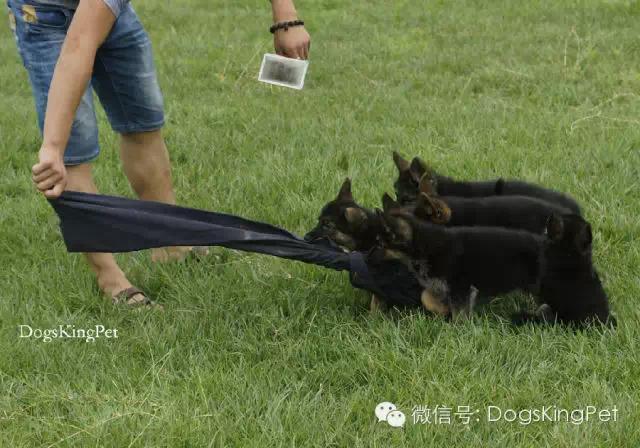 德牧生产产程多长时间,德牧分娩