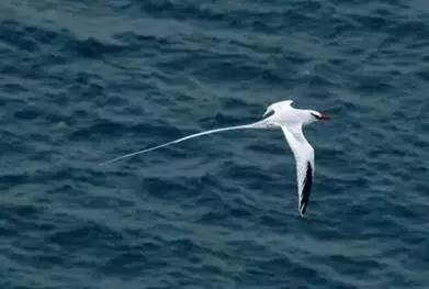 澳大利亚豪勋爵岛介绍,澳洲最美岛屿