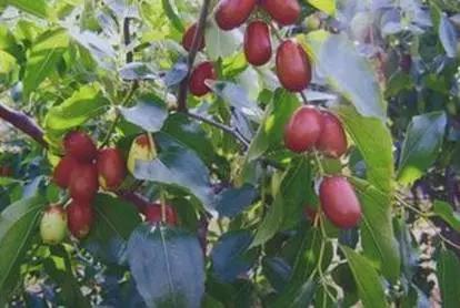 辽宁特色水果常用知识,辽宁好吃的水果特产有哪些