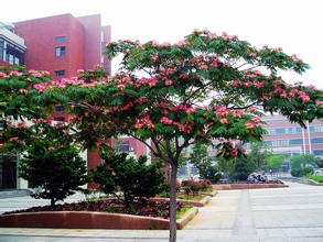 久服安神,欢乐无忧,专治心思不遂神经衰弱,你造吗?