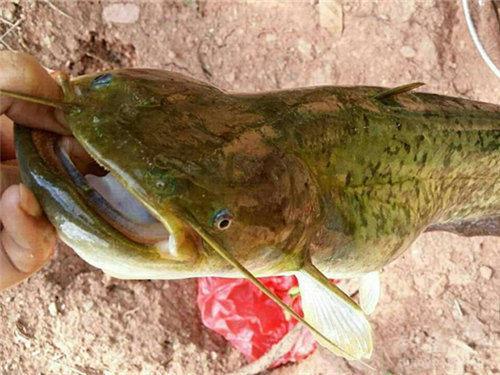 钓鲤鱼高手经验,钓鲶鱼最厉害的人