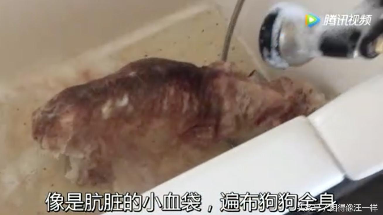 洗澡的时候狗狗浑身是血，居然是寄生虫作怪