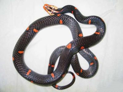 喜马拉雅白头蛇,喜马拉雅白头蝰是多少级