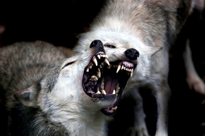 神话破灭：藏狗不是藏獒，一只藏獒能斗败三条恶狼也只是传说