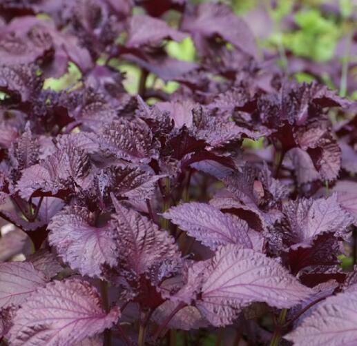 紫苏是什么药材有什么功效,紫苏是什么药材