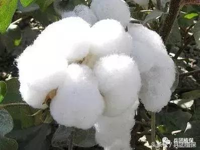 新疆棉花的种植技术优势,疆新棉业
