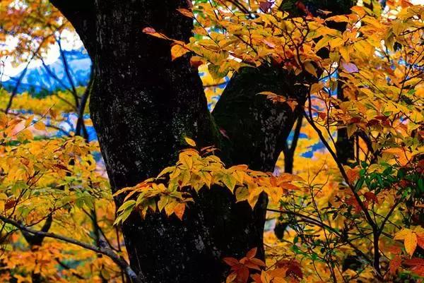 成都乐山红叶彩林,四川红叶彩林旅游节