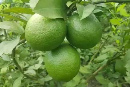 柠檬栽培技术视频,柠檬种植技术书籍