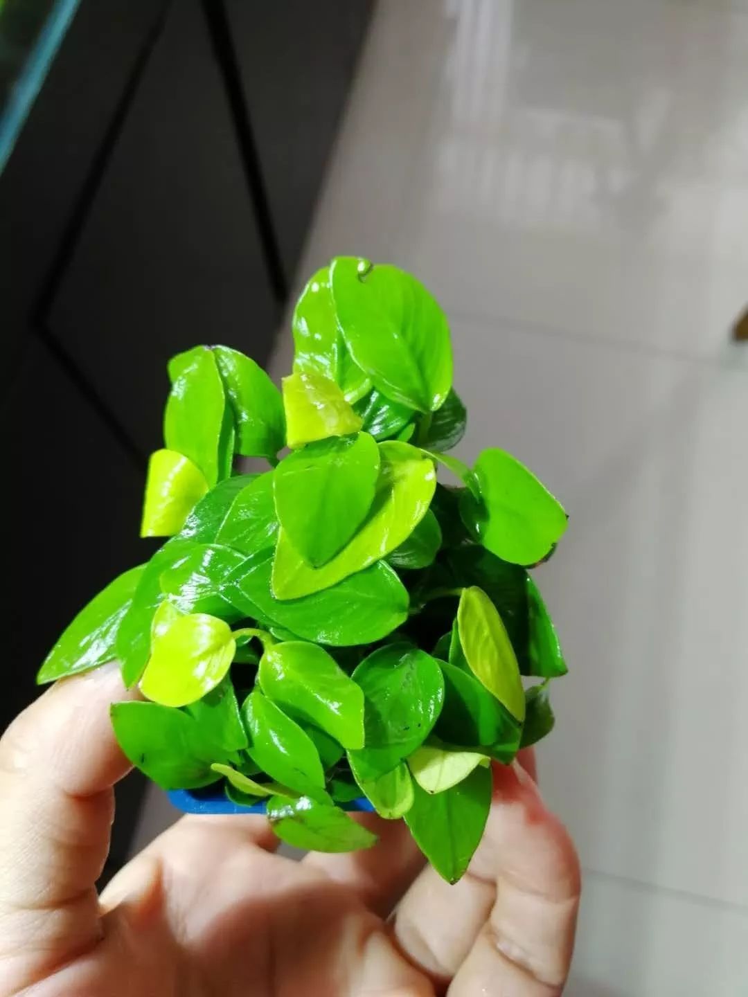 老王家的池塘视频,小型水榕水草推荐