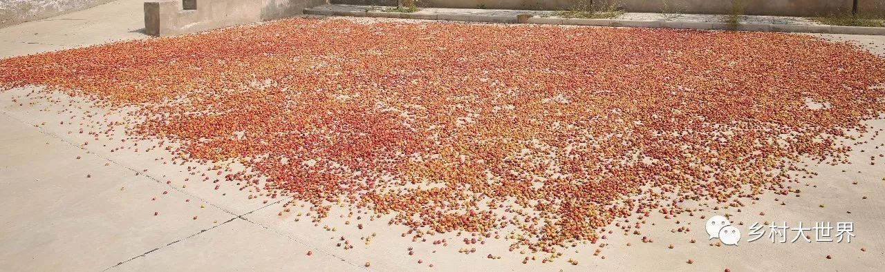 水果中的补钙之王,钙中之王吃什么水果