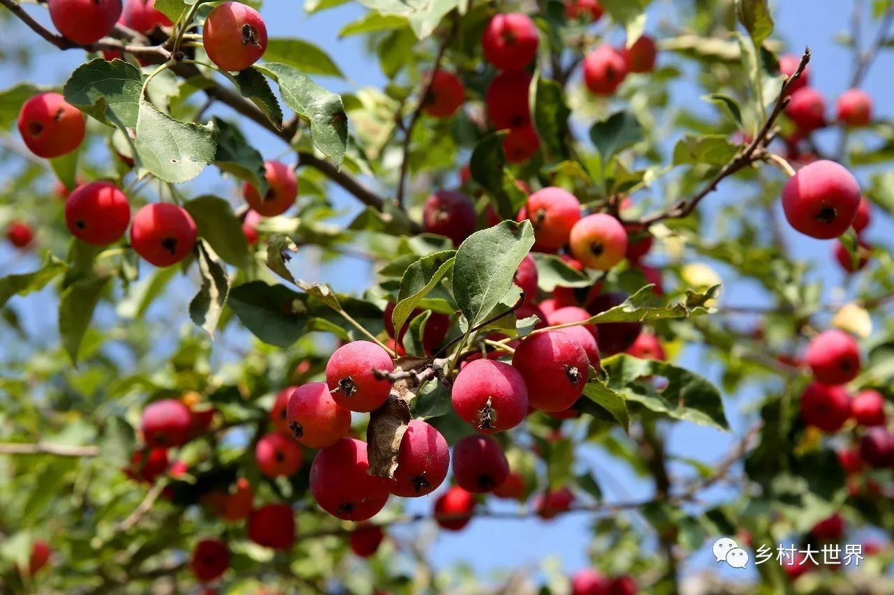 补钙的水果钙王,它是秋果之王每天吃几颗