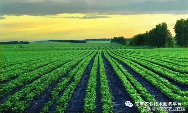 磷酸二氢钾在农作物的使用方法,磷酸二氢钾使用方法及注意事项