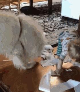 生完宝宝的萨摩,生完宝宝的萨摩耶