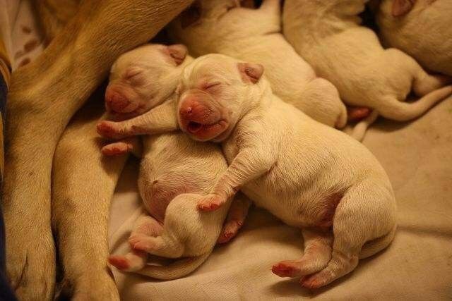 怎样判断狗狗是怀孕还是腹水,狗狗如何判断主人怀孕