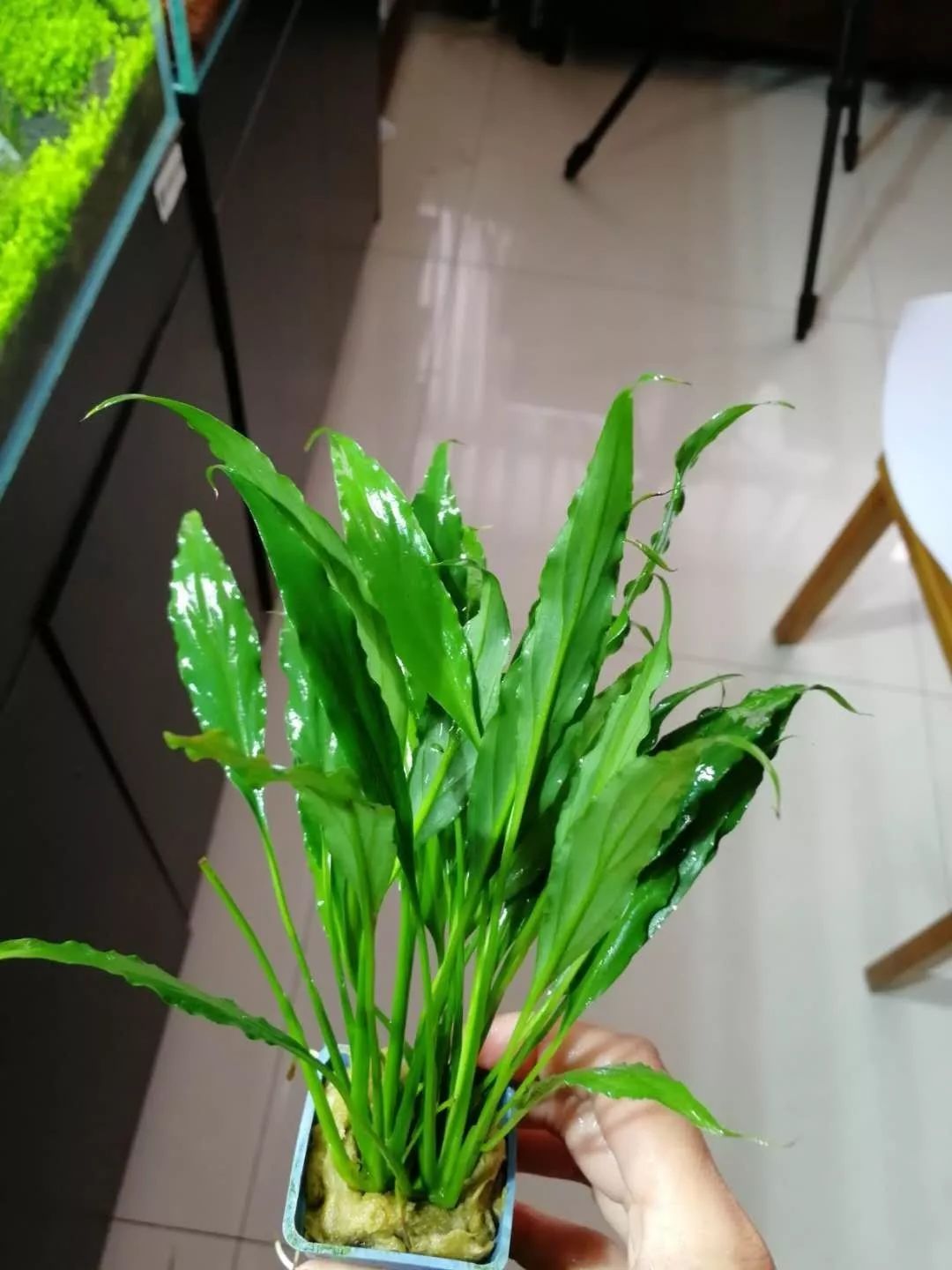 老王家的池塘视频,小型水榕水草推荐