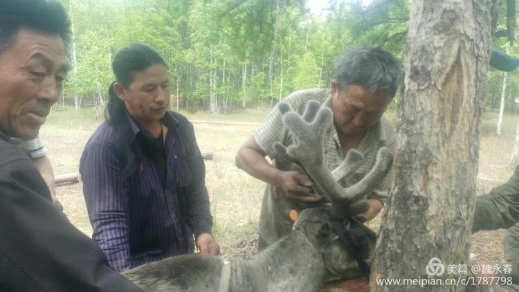 旅游、度假、休闲娱乐为一体的内蒙古根河市敖鲁古雅旅游度假村