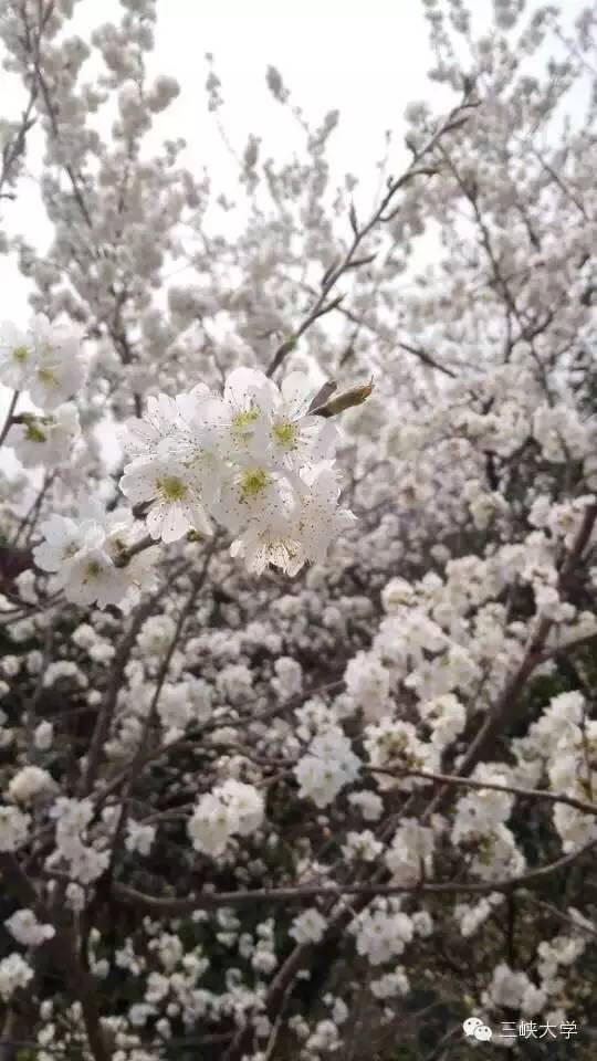 周末去三里街公园看花,周末游三凤山看桃花