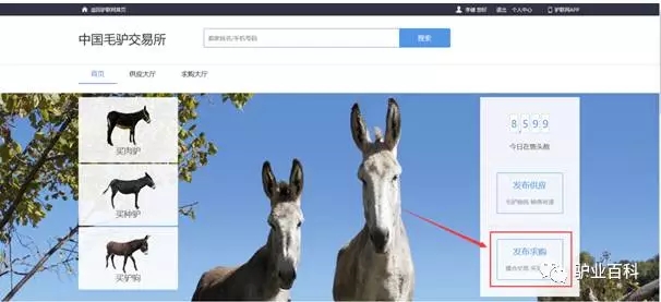 手把手教你买大牌,手把手教你挑一头好驴