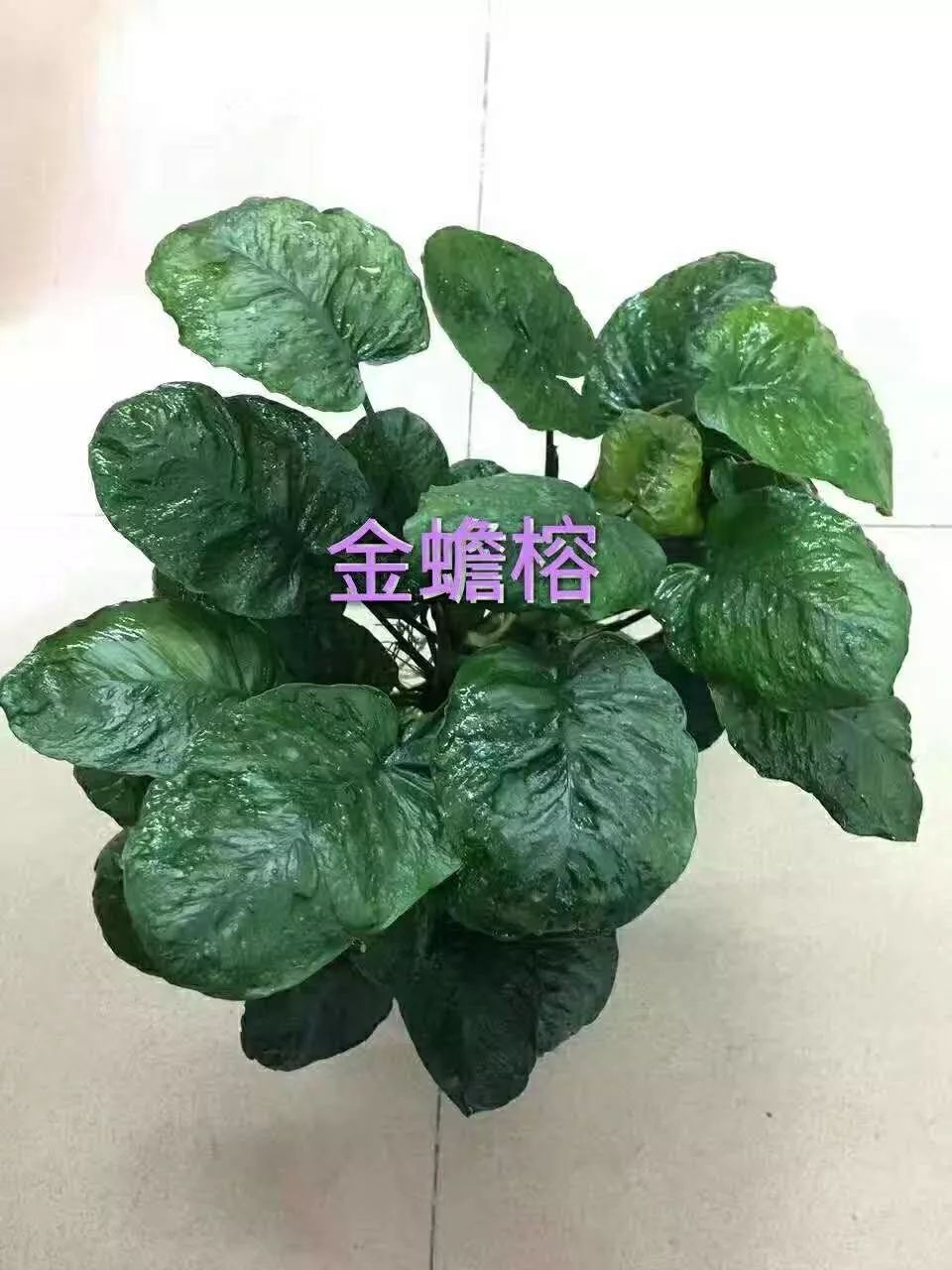 水榕需要种在水草泥里吗,水草造景生命之树