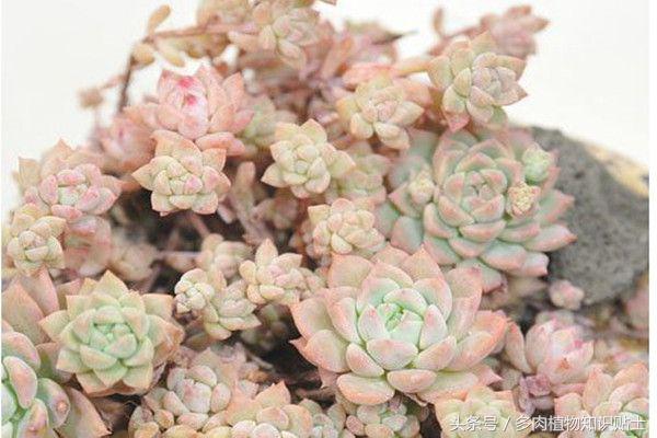 多肉植物究竟能火多久,多肉植物为什么能火起来