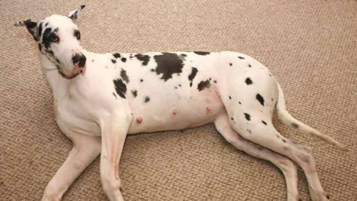 怎样判断狗狗是怀孕还是腹水,狗狗如何判断主人怀孕