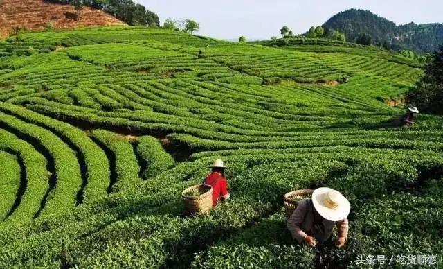 一口软欧包一口茶,一口鲜果茶一口软欧包