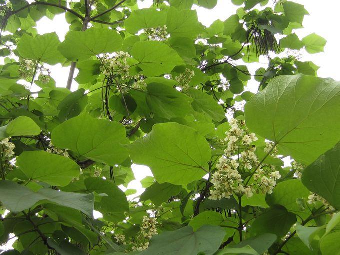 未来几年市场将不断增长的6虫5树，种养结合，稳赚不赔