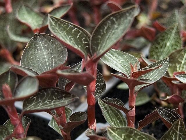 金线莲怎么养才是最好的,金线莲的养殖方法和注意事项