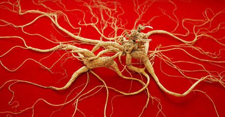 人参怎么选才是好的,都说人参好人参真的有用吗