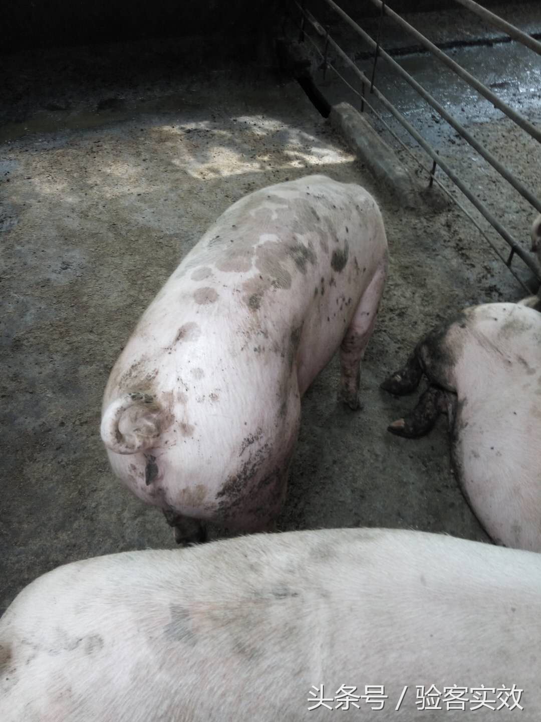 董广林母猪饲养,董广林养猪