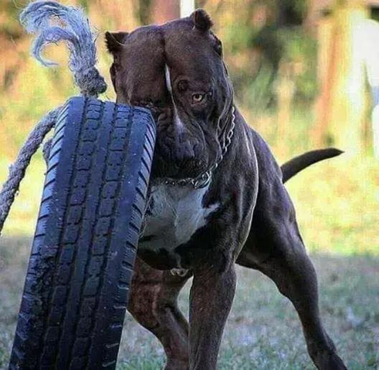 比特犬长大有多恐怖,真实的比特犬有多可怕