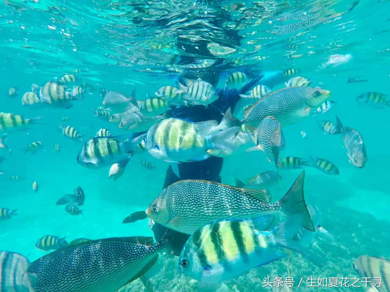 去兰卡威红树林,去兰卡威怎么玩