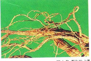 人参怎么选才是好的,都说人参好人参真的有用吗