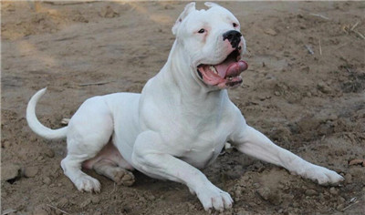 训练杜高犬教学视频全集,怎样训练杜高犬不咬人