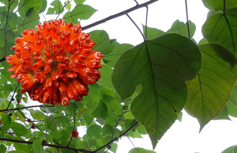 未来几年市场将不断增长的6虫5树，种养结合，稳赚不赔